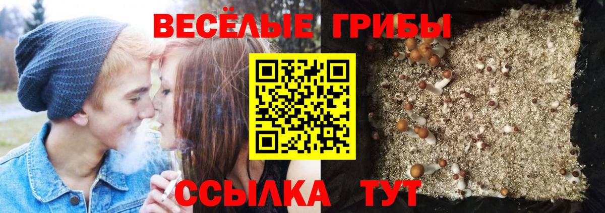 Псилоцибиновые грибы Psilocybine cubensis Беслан